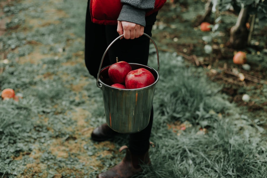 fall - picking apples