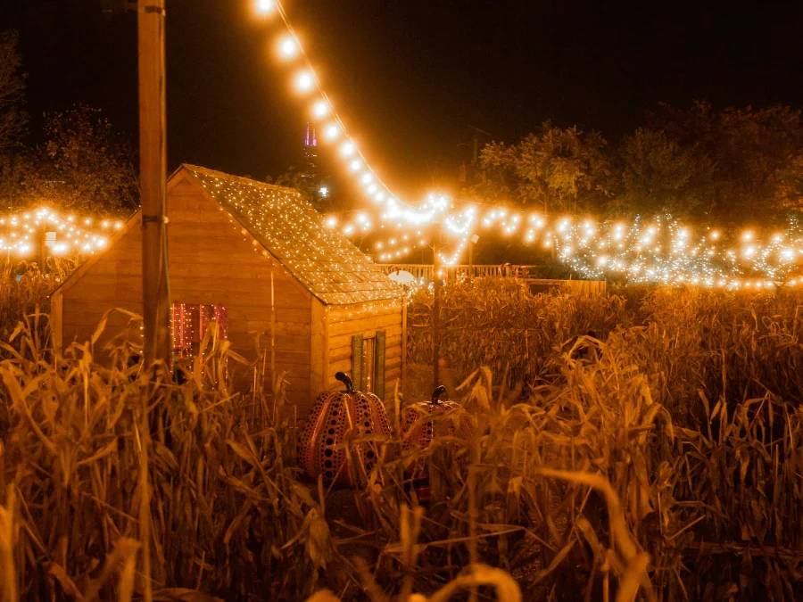 fall - maze field